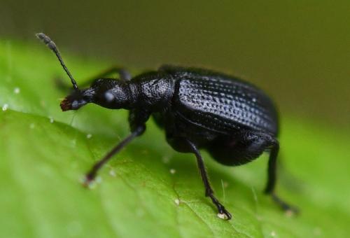 Deporaus betulae